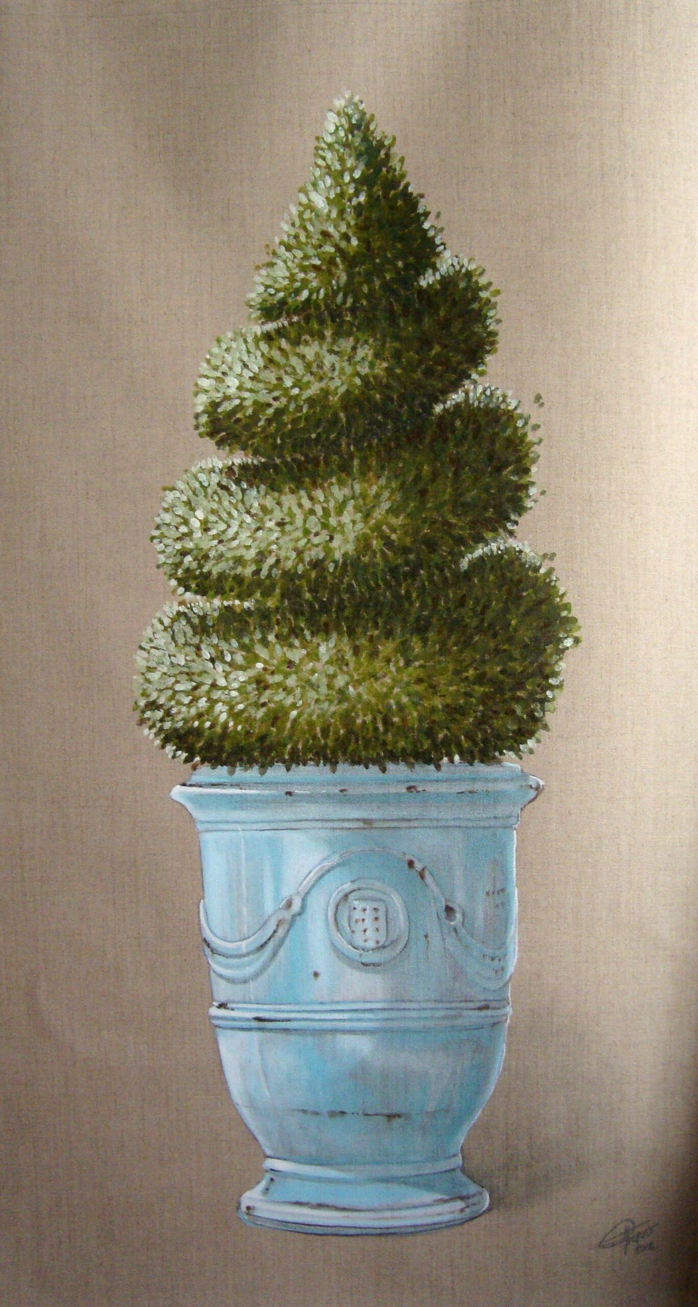Buis en topiaire hélice – Image 2